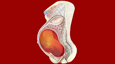 Fetal weight during pregnancy