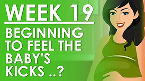 The Pregnancy - Week 19