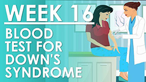 The Pregnancy - Week 16