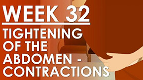 The Pregnancy - Week 32