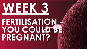 The Pregnancy Week 3 - Fertilisation - You could be pregnant...