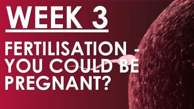 The Pregnancy Week 3 - Fertilisation - You could be pregnant...