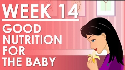 The Pregnancy - Week 14