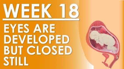 The Pregnancy - Week 18
