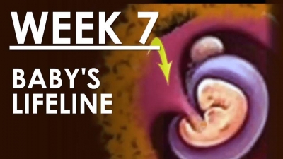 The Pregnancy - Week 7