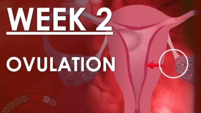 The Pregnancy Week 2 - Ovulation